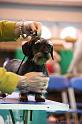 Crufts2011_2 1303